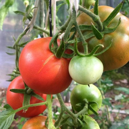 Tomato Vesenniaya Kapel