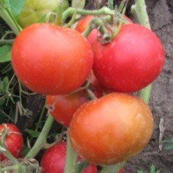 Tomato Vesenniaya Kapel