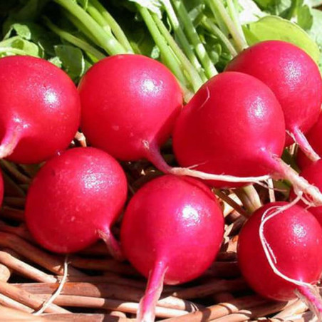 Radish Zhara