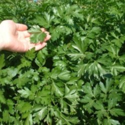 Root Parsley Bogatyr