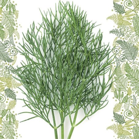 Dill Fern Leaves