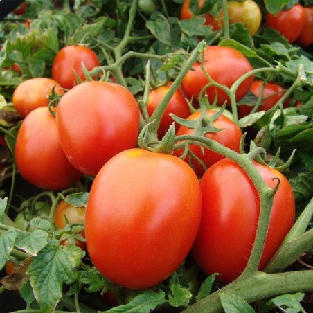 Tomato Galera