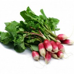 French Radish Slovana