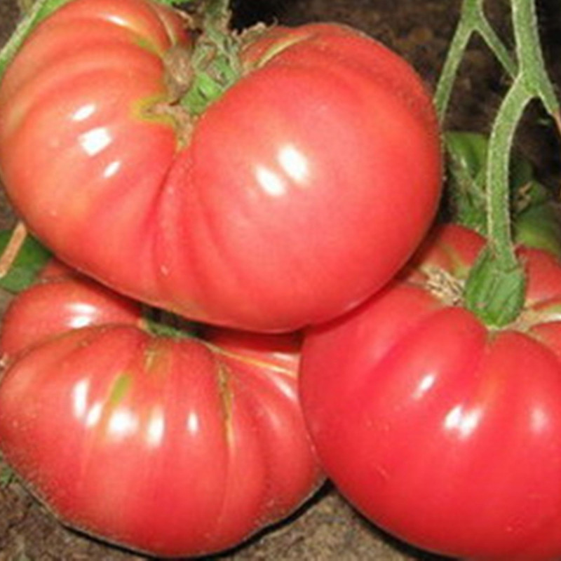 Tomato Pink Giant