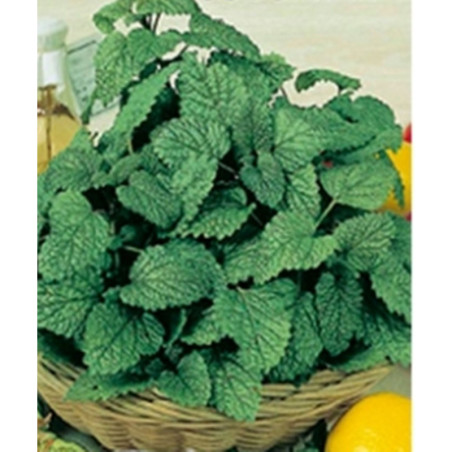 Lemon balm