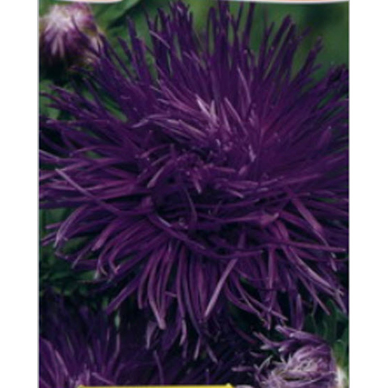 Айстра крален Парсифаль