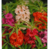 Garden Balsam Mix