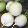 Radish Odesskaya 5