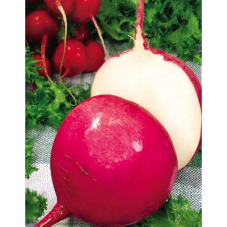 Radish Red Winter