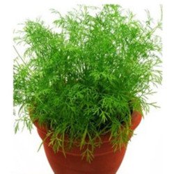 Dill Indoor