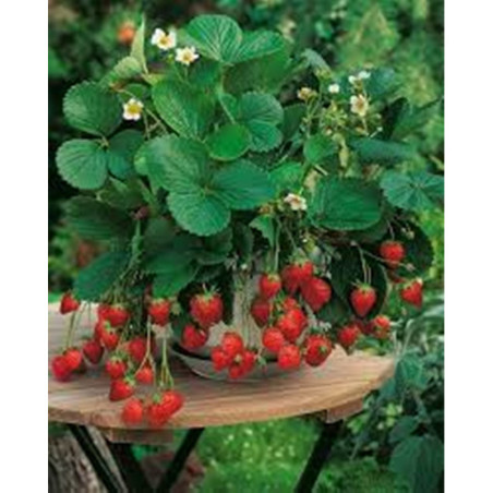 Alpine Strawberry Alexandria