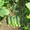 Cucumber Pistachio Bunch F1