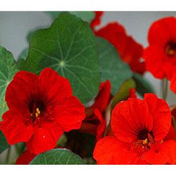 Dwarf Nasturtium Imperatritsa