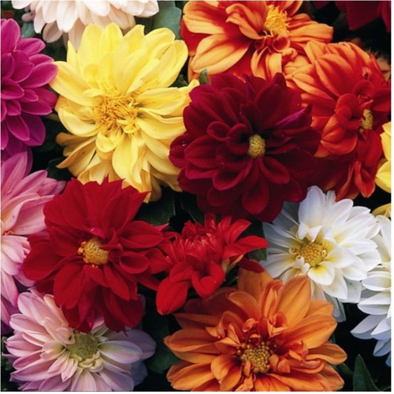 Double Dahlia Mix