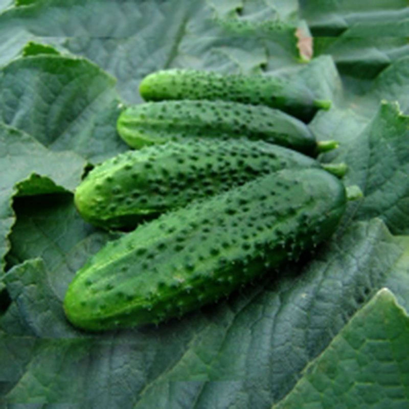 Cucumber Fantasy F1