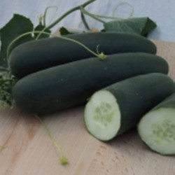 Cucumber Ramzes F1