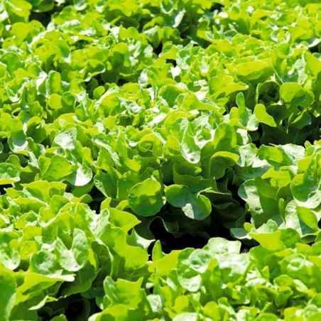 Oak Leaf Lettuce Dubacek