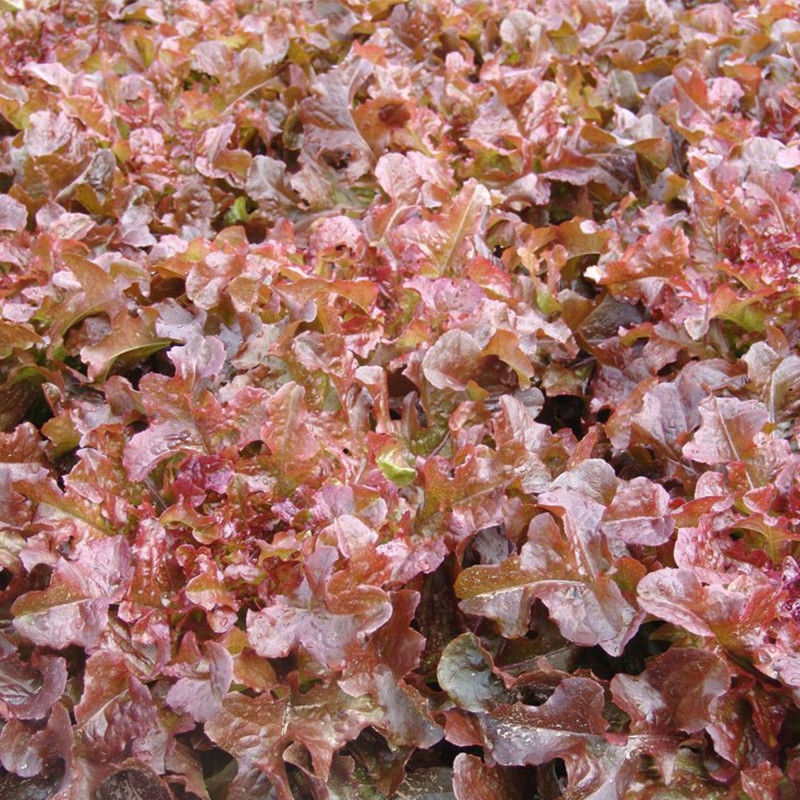 Oak Leaf Lettuce Redin