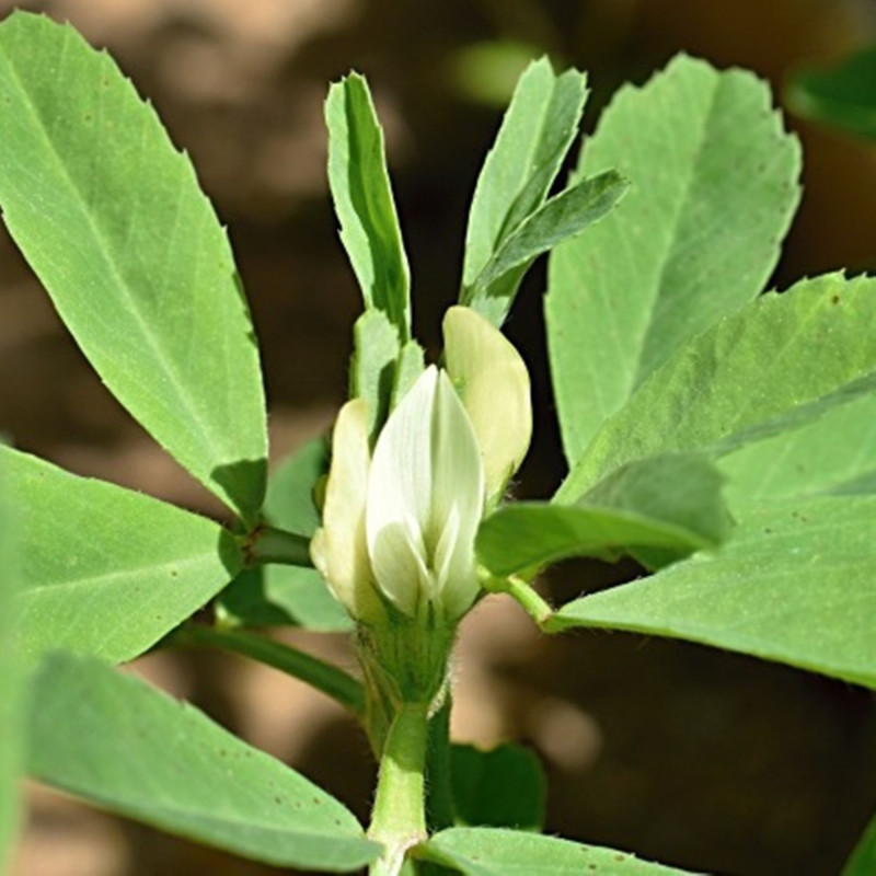 Fenugreek