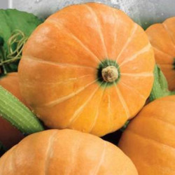 Pumpkin Amazonka