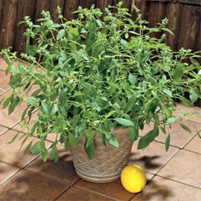 Basil Lemon