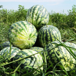 Watermelon Astrakhan