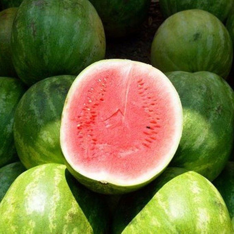 Watermelon Kniazhych