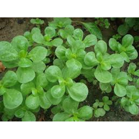 Common Purslane