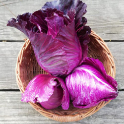 Red Cabbage Kalibos