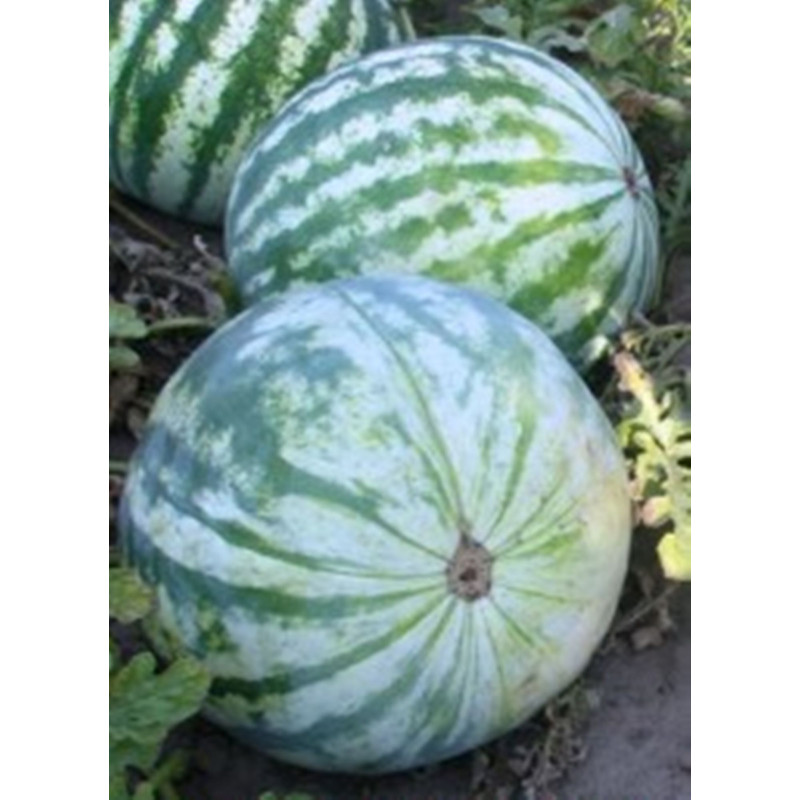 Watermelon Alyans