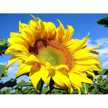 Sunflower Decorative Sun
