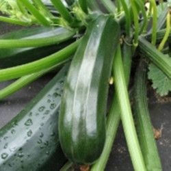 Squash Zucchini Nefertiti