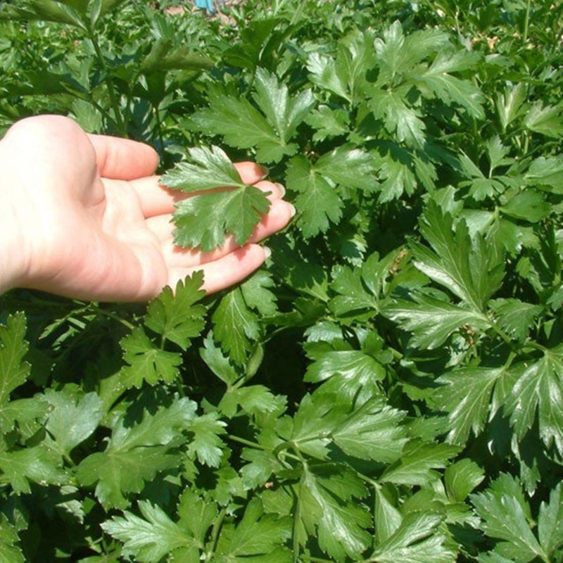 Parsley Gigantella