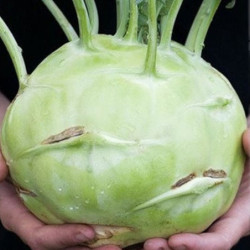 Kohlrabi Gigant