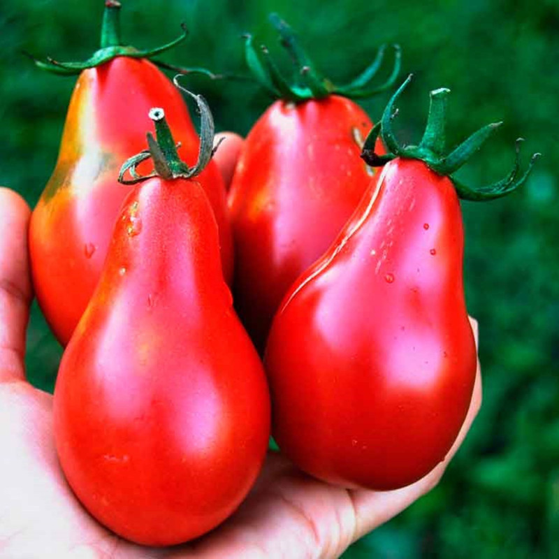 Tomato Red Pear