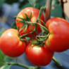 Tomato Gift Of Transvolga Red