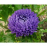 Айстра півонієподібна Віолет Турм
