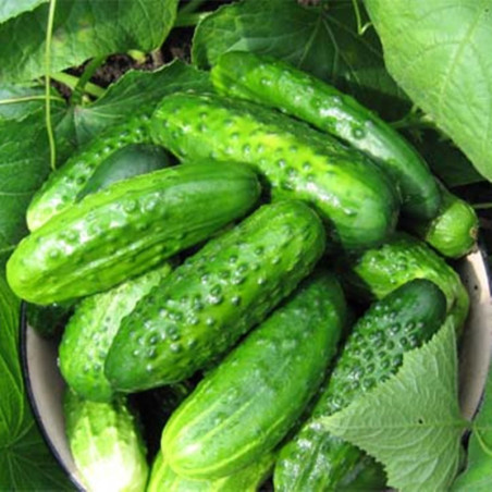 Cucumber Phoenix 640