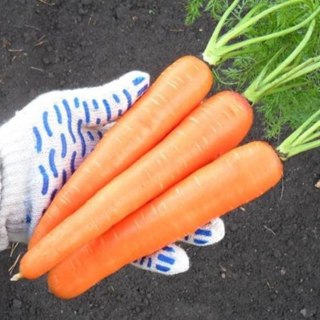 Carrot Losinoostrovskaya