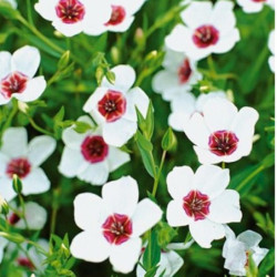 Льон великоквітковий Ясні оченята