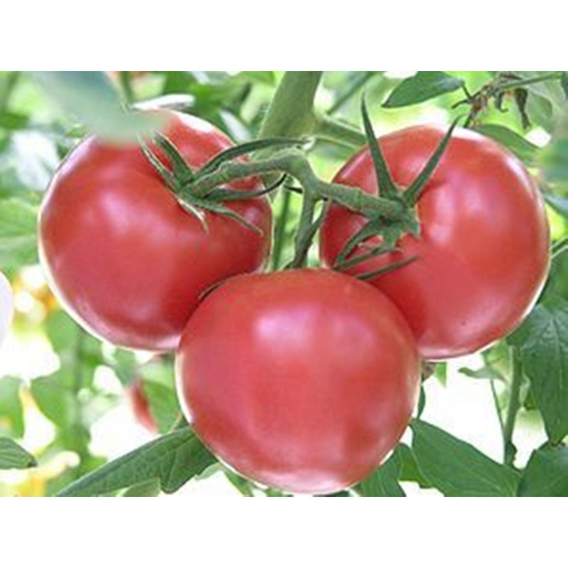 Tomato Lyana Pink