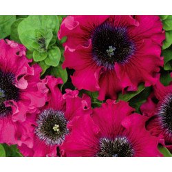 Petunia Excellent Bordo F1