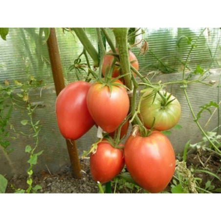 Tomato Cardinal