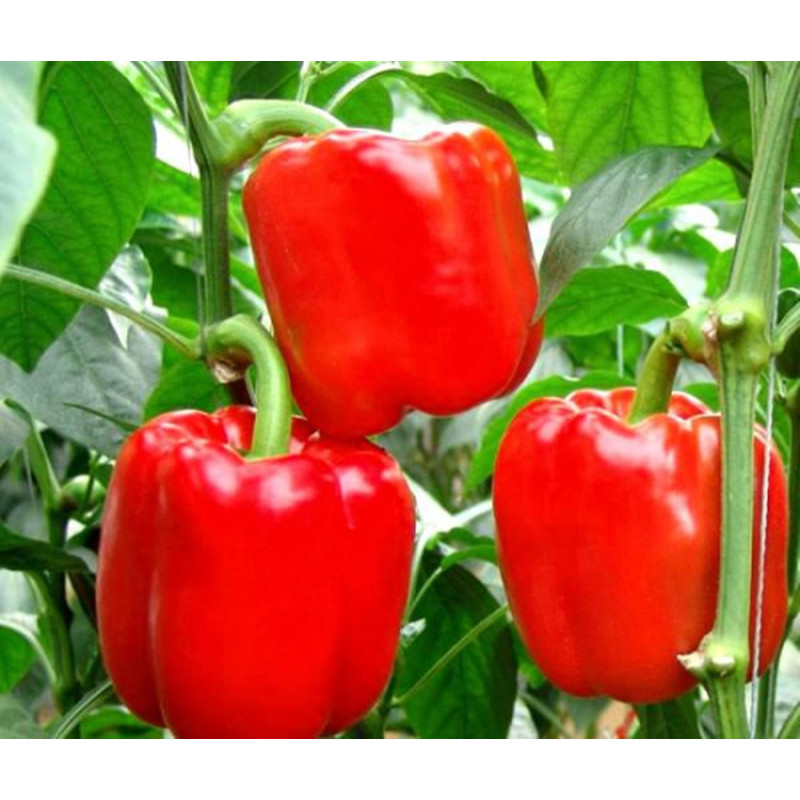 Sweet Pepper Red Wonder