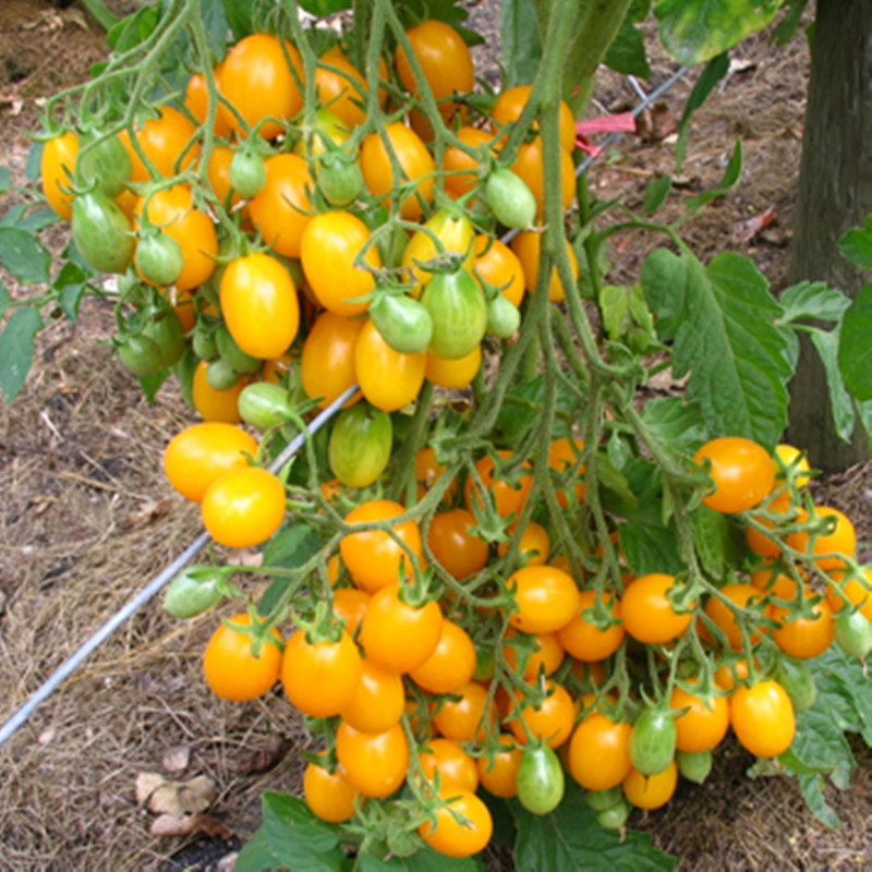 Tomato Yellow Currants