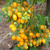 Tomato Yellow Currants