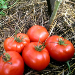 Tomato Snowdrop