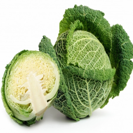 Savoy Cabbage Rozali