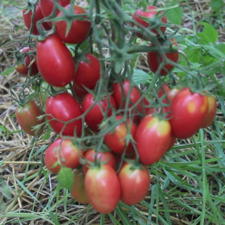 Tomato Pink Plum