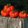 Tomato Pisanello da Bruschetta